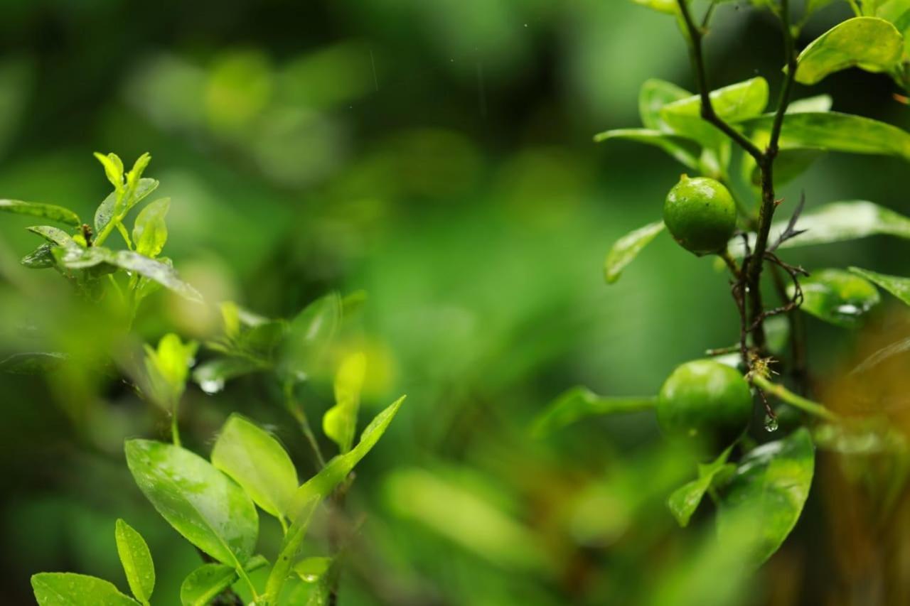 Coffee Island Resort Kaniyāmbetta エクステリア 写真